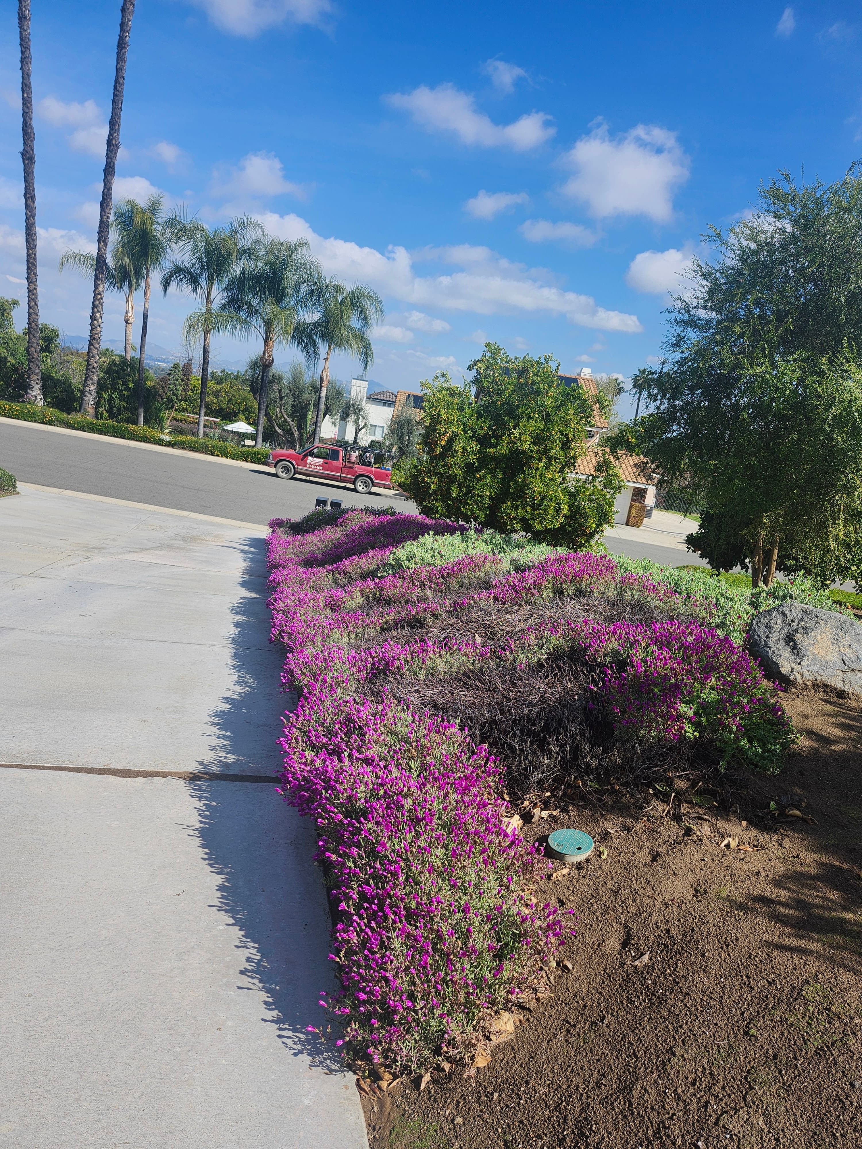 A flowering groundcover border beside a paved walkway.